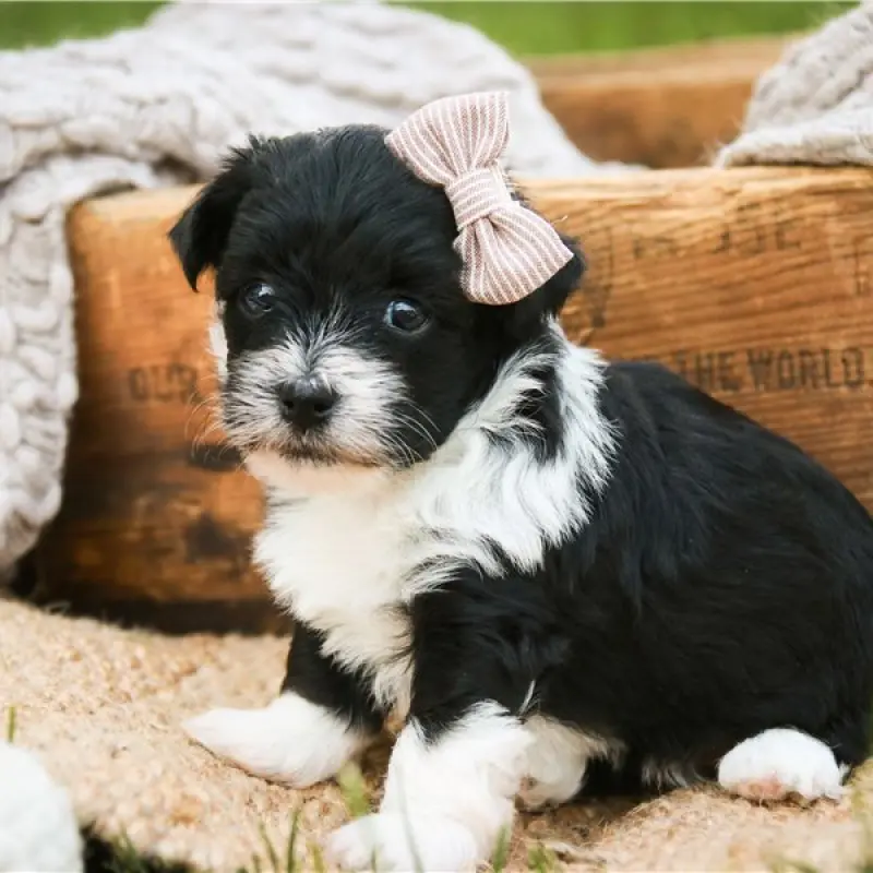 Nyla | image 3