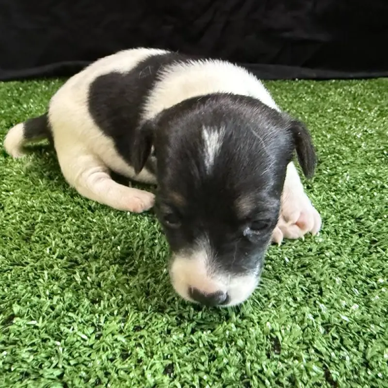 Sophie | image 5