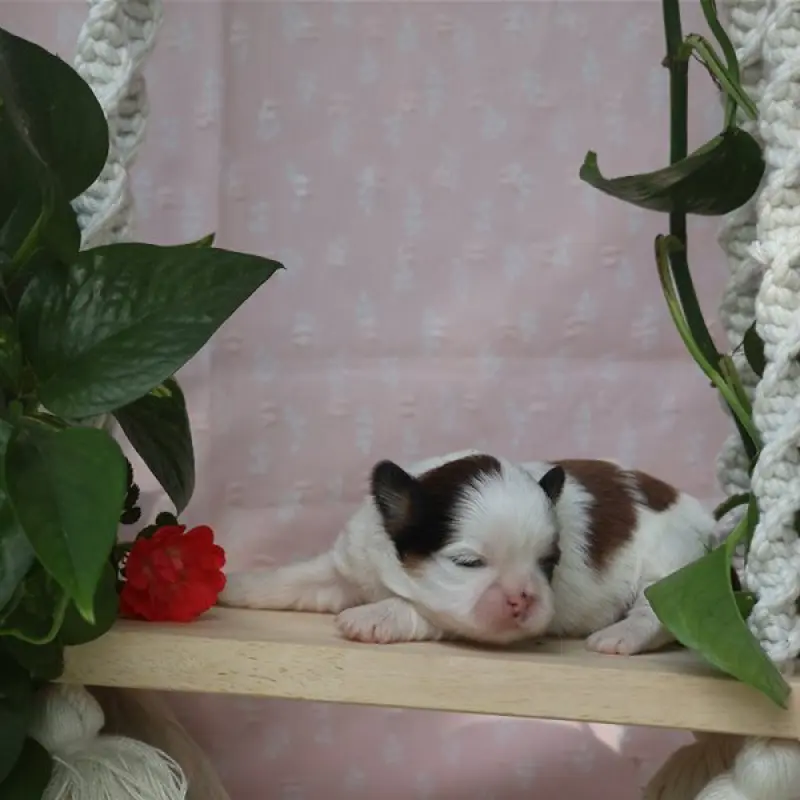 Bella | image 7