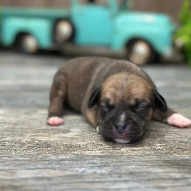 Bo | image 2