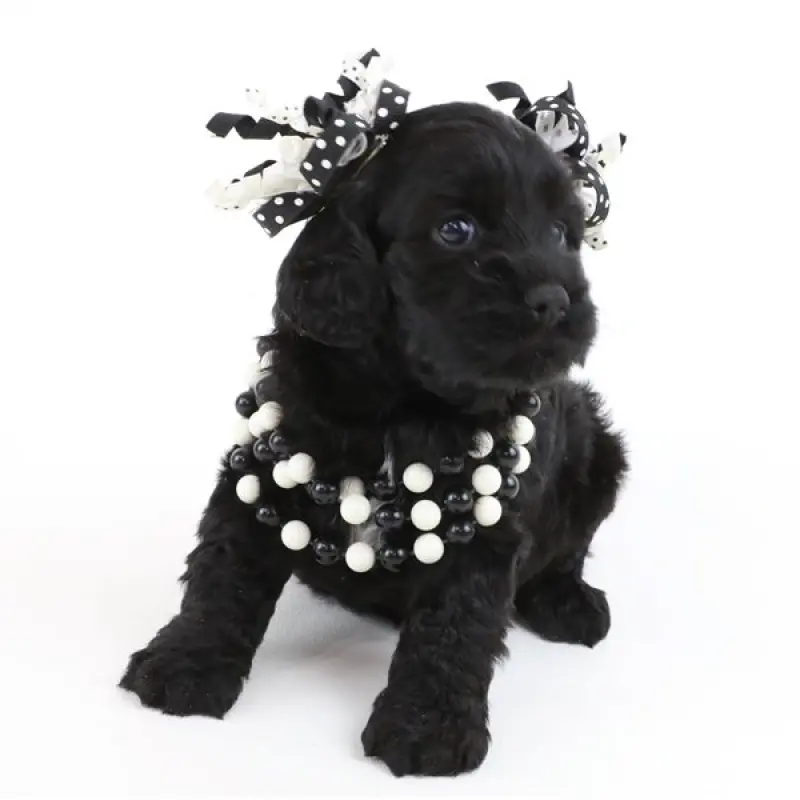 Holly | image 1