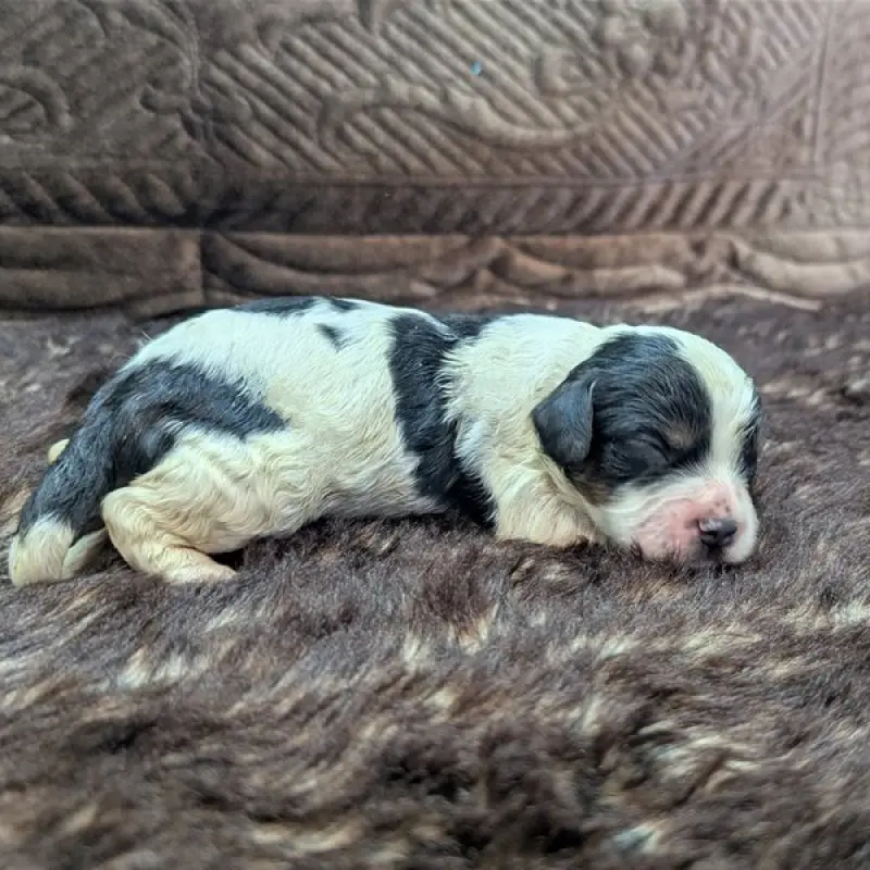 Derek | image 5