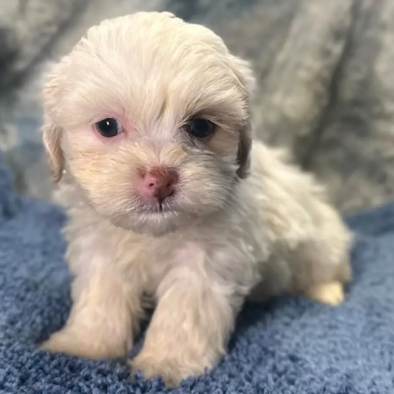 Anthony | image 2