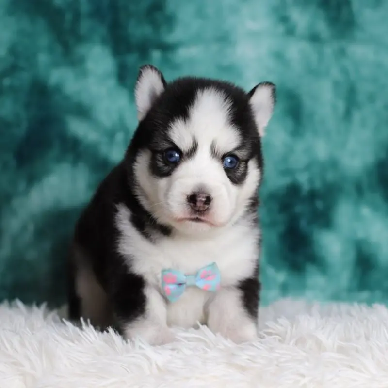 Atticus | image 1
