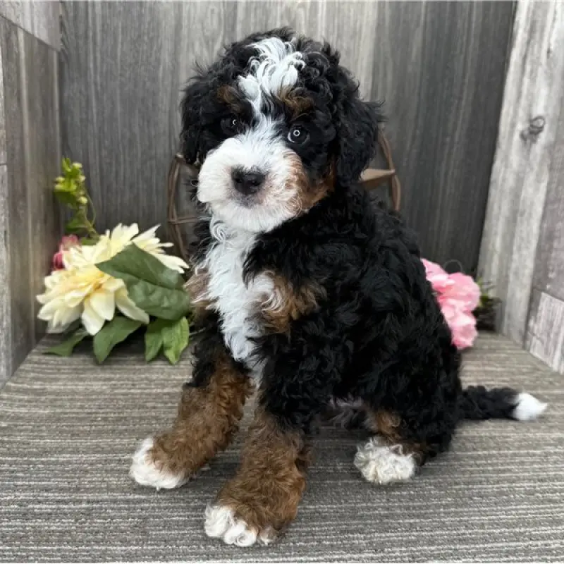 Hector | image 1