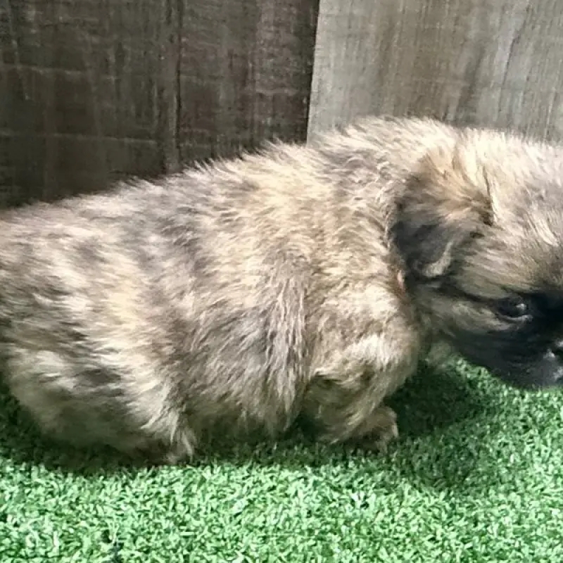 Binky | image 3