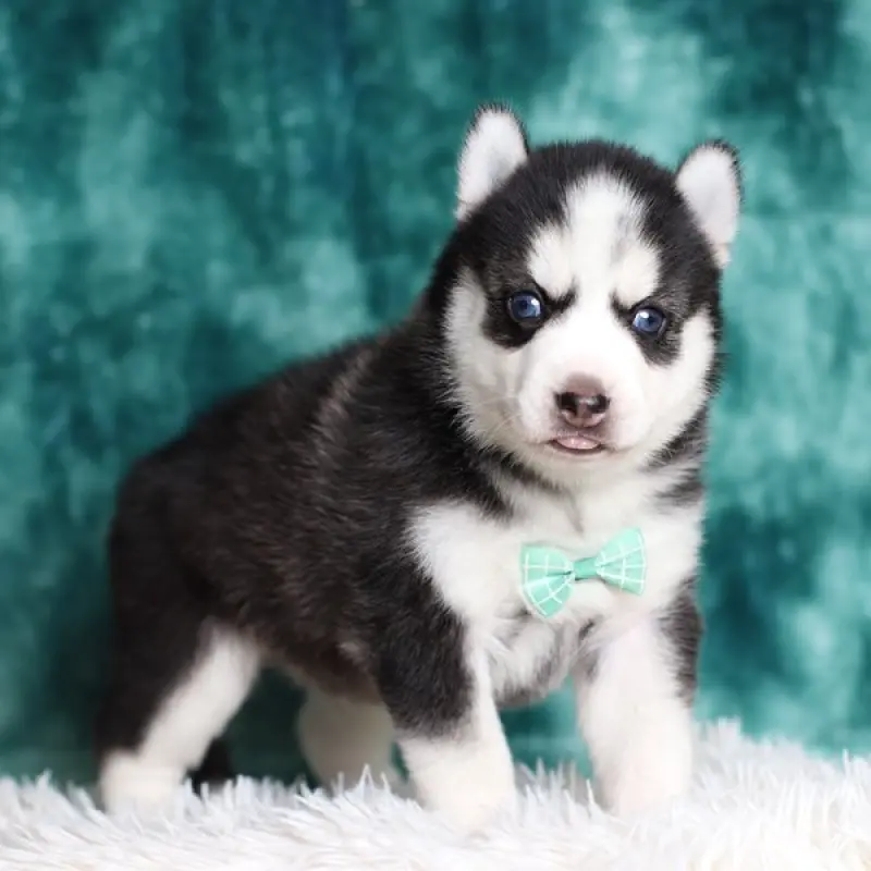 Asher | image 1