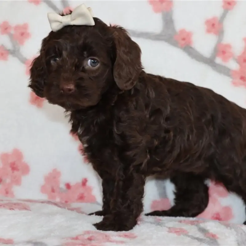 Zuri | image 3