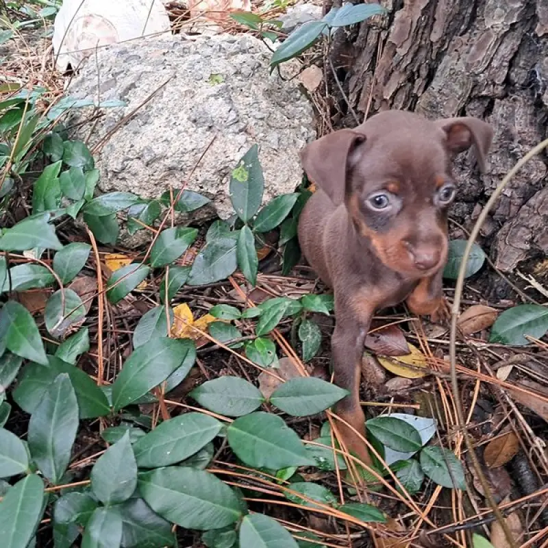 Stormie | image 3