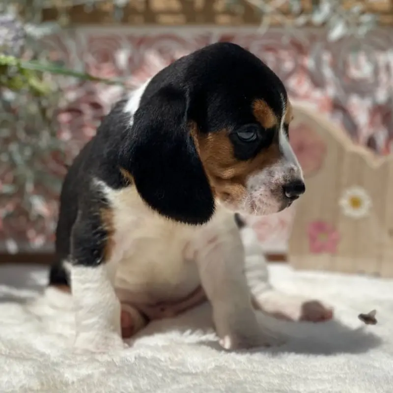 Teddy | image 7