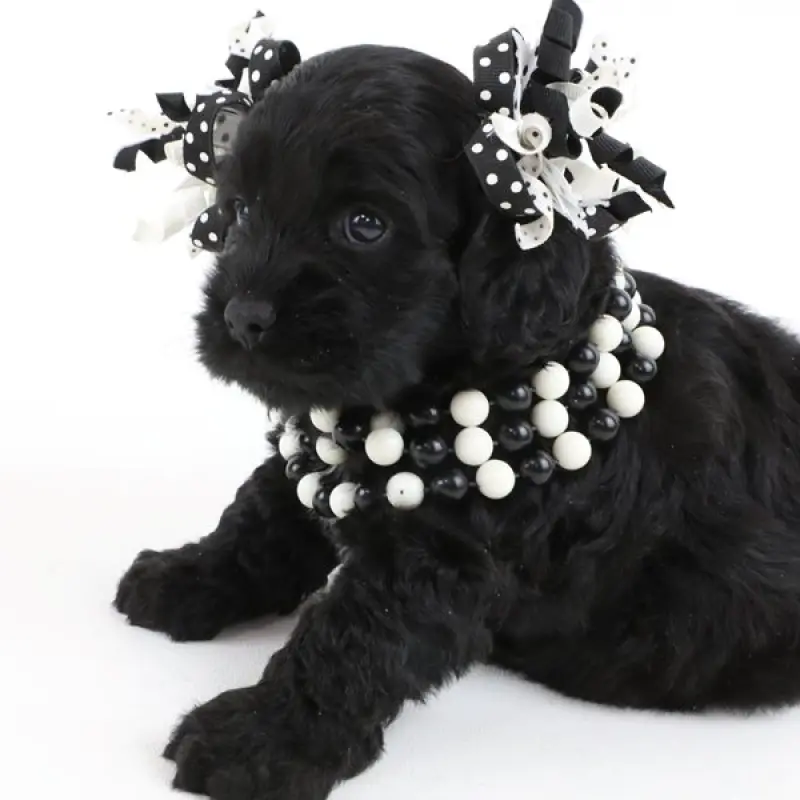 Holly | image 3
