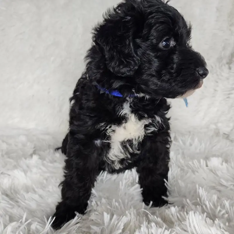Finn | image 8
