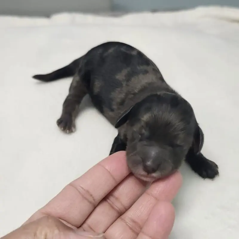 Cinnamon | image 1