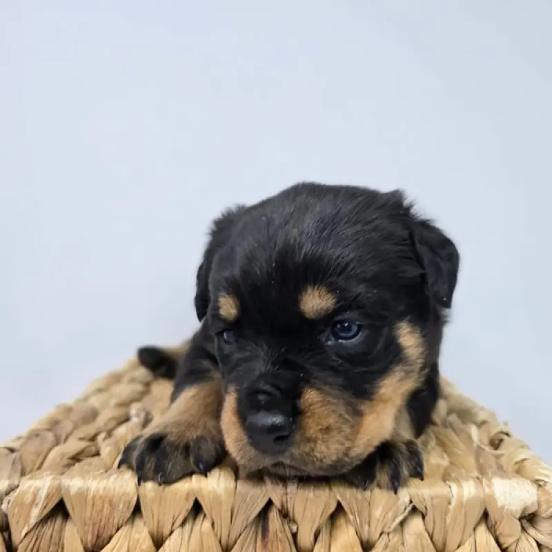 Rachel | image 1