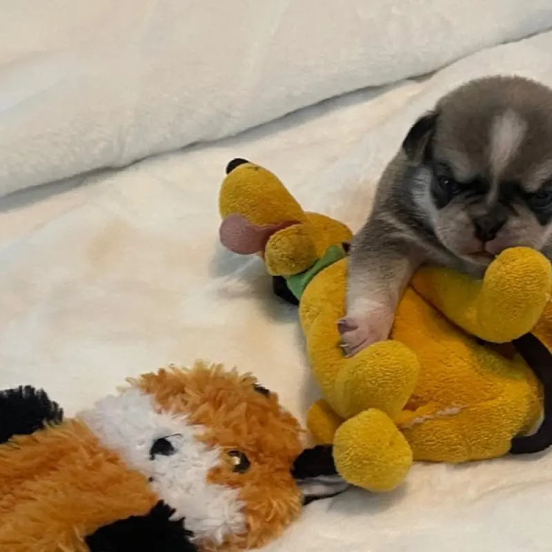 Oliver | image 1