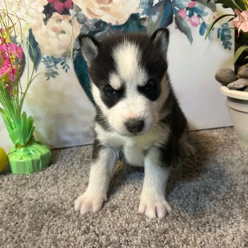 Brock | image 4