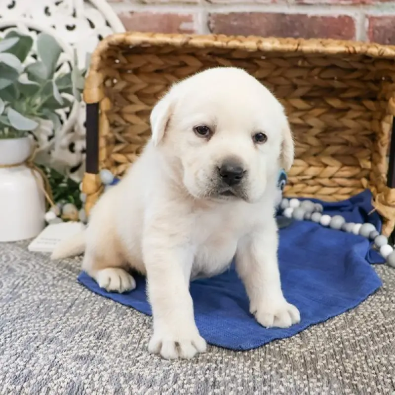 Bruno | image 2