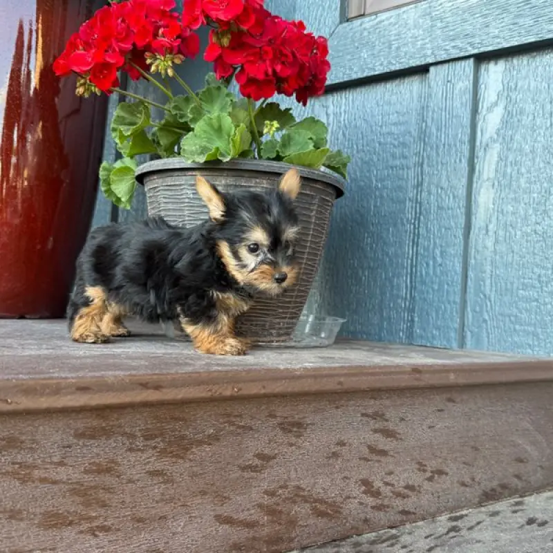 Lillian | image 4