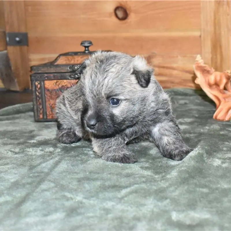 Rhett | image 5