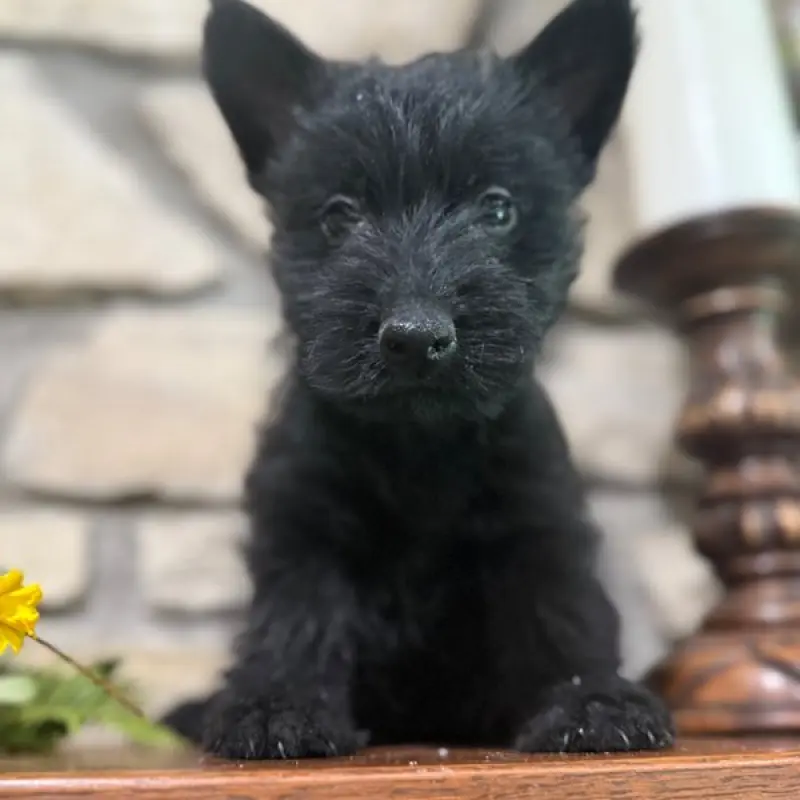 Fiona | image 3