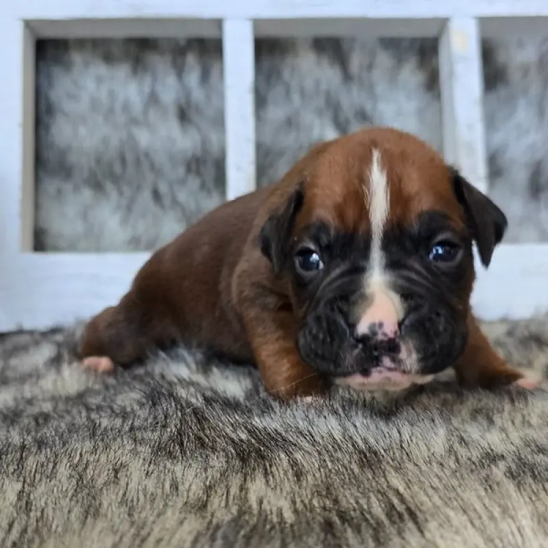Jace | image 3