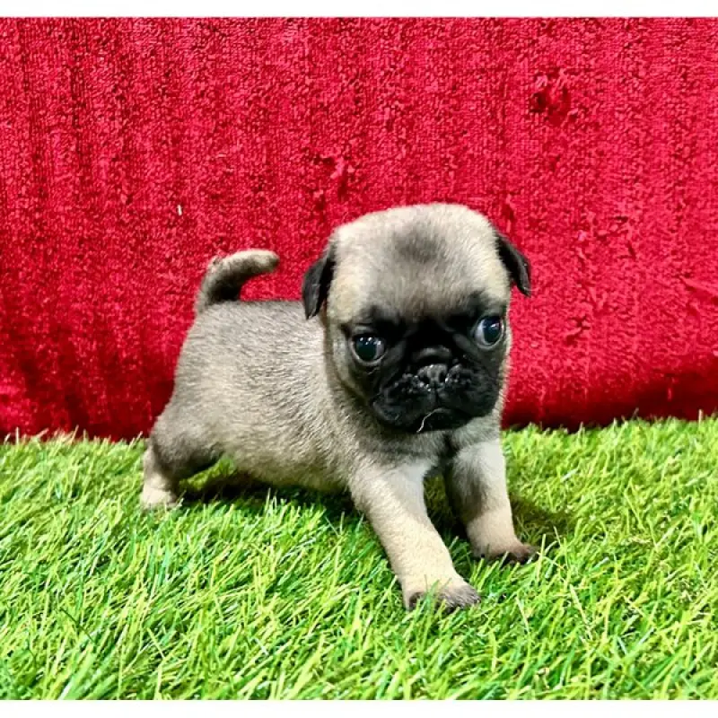 Benjamin | image 2