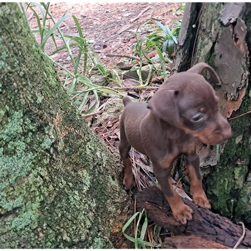 Stormie | image 8
