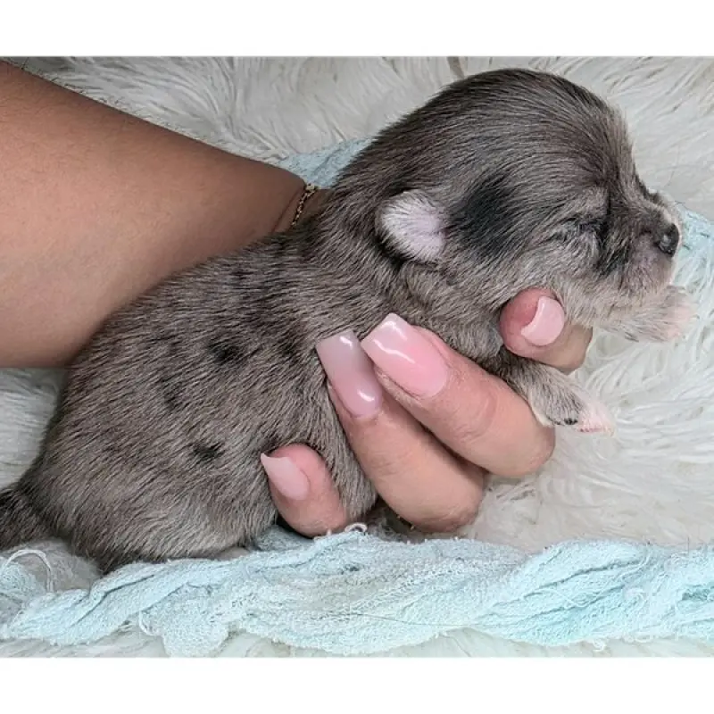 Dobie | image 1
