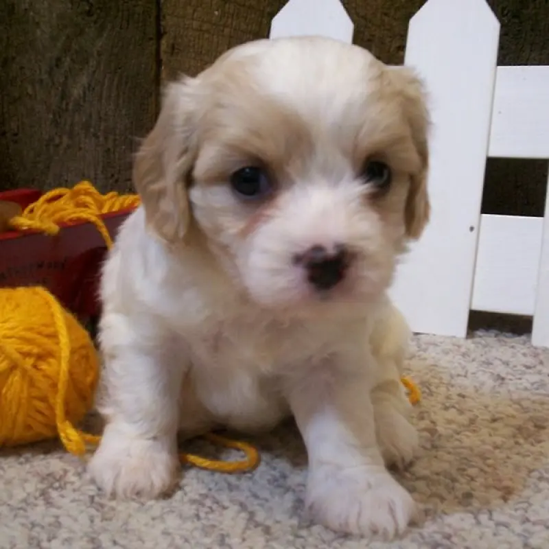 Ella | image 2