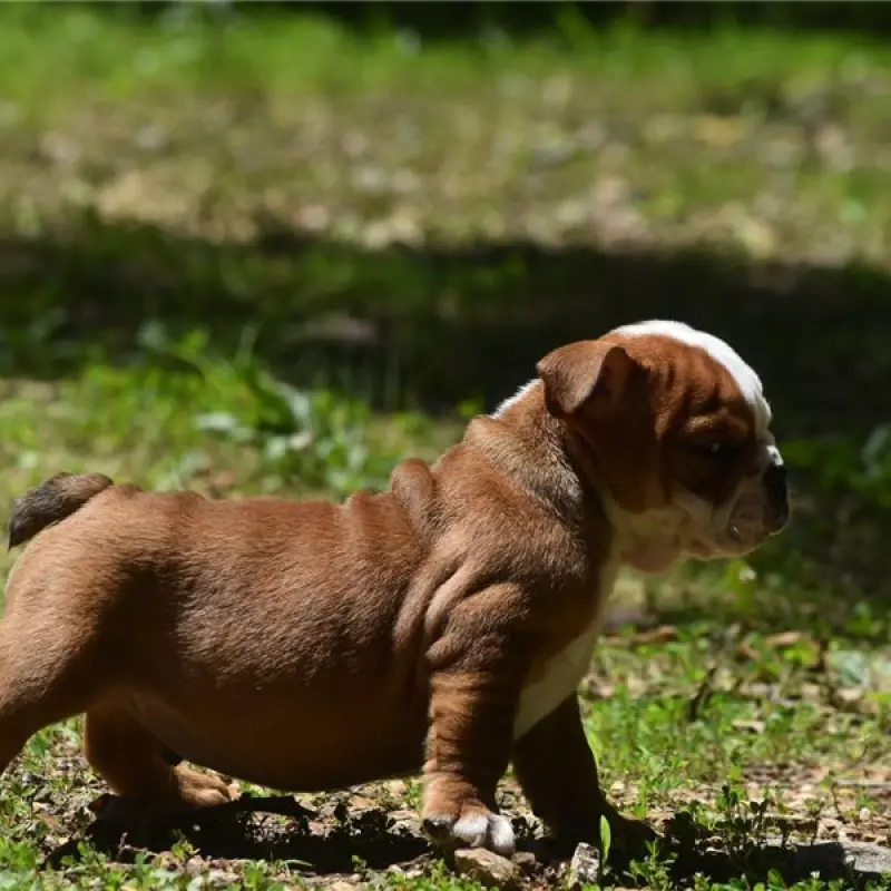 Otis | image 3