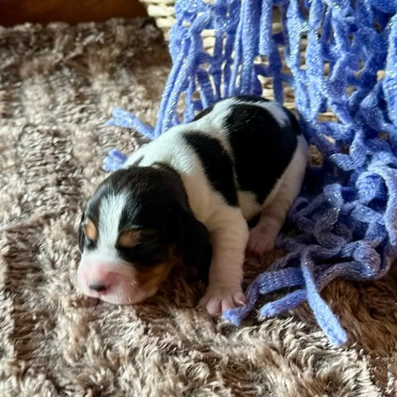 Franco | image 4