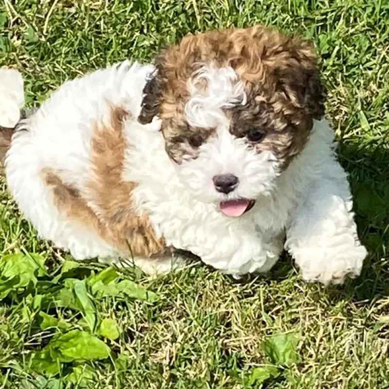 Eloise | image 1
