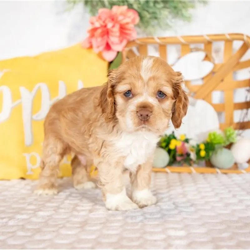 Finn | image 3