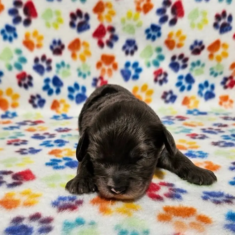 Niko | image 2