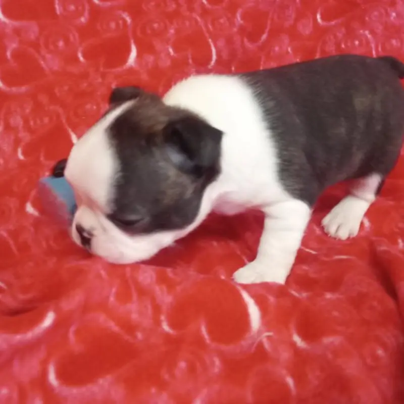 Doogie | image 5
