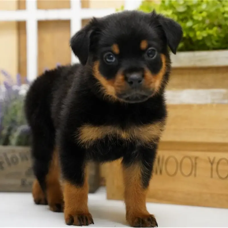 Kaylee | image 6