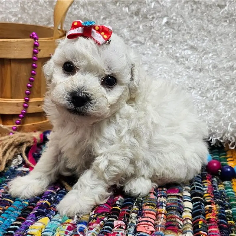 Koda | image 4