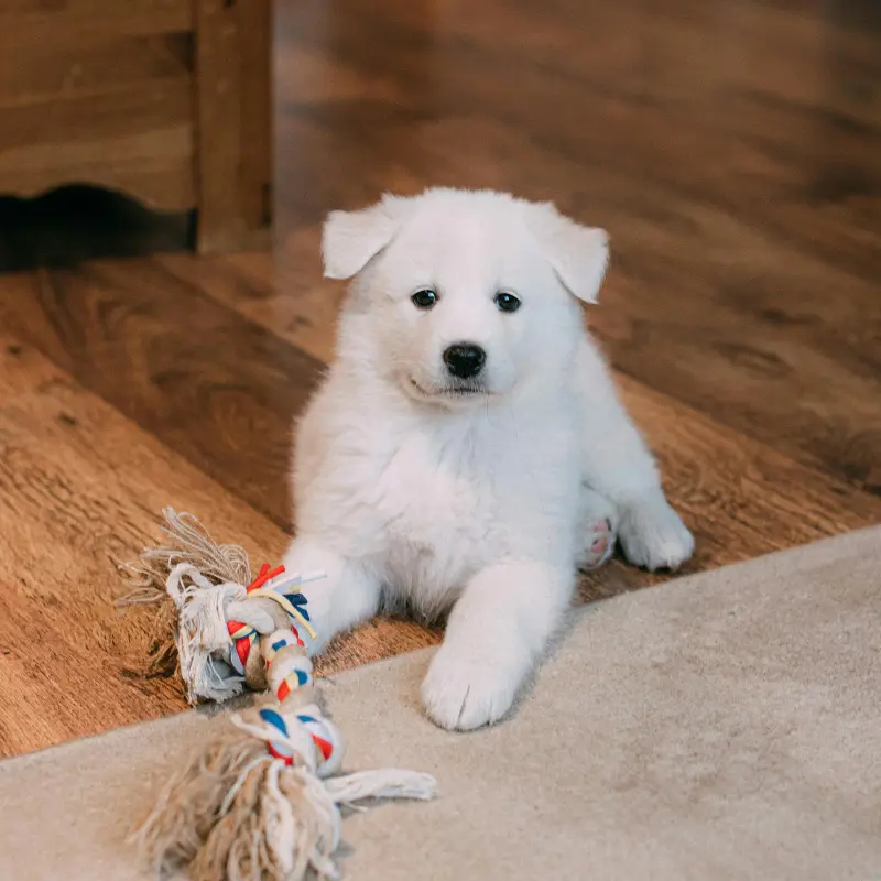 Test advertisement - Intelligent German Shepherd Puppies For Sale | image 1