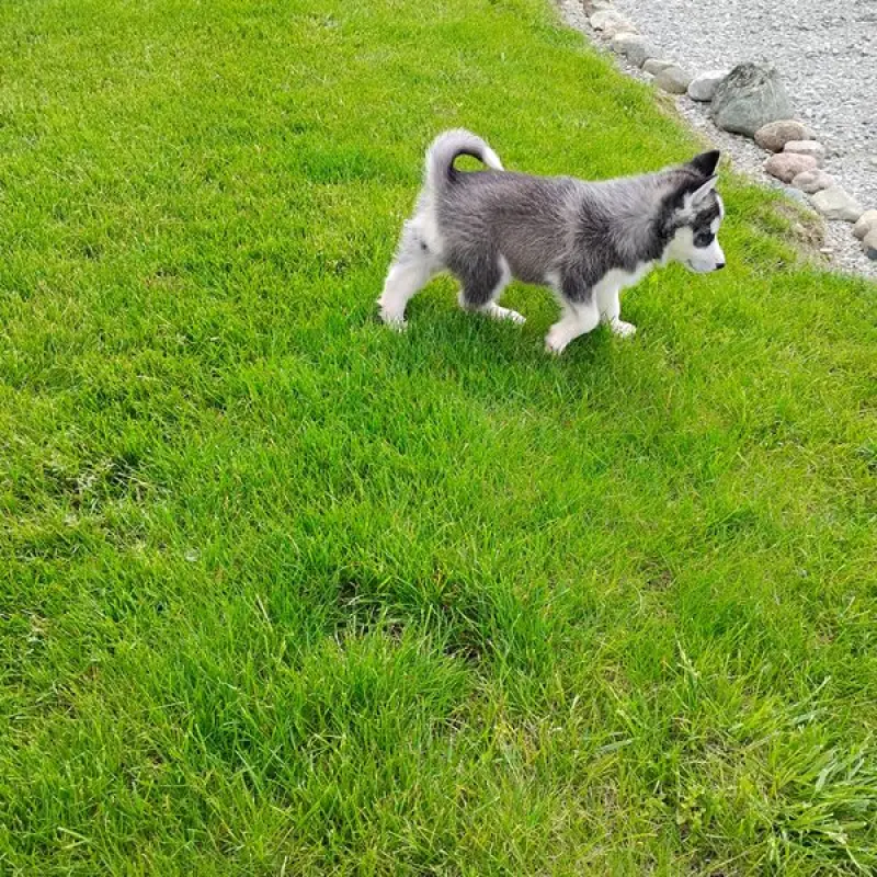 Bonnie | image 4