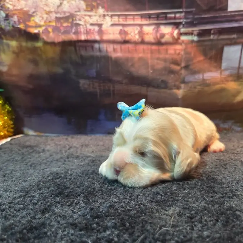 Pippa | image 2