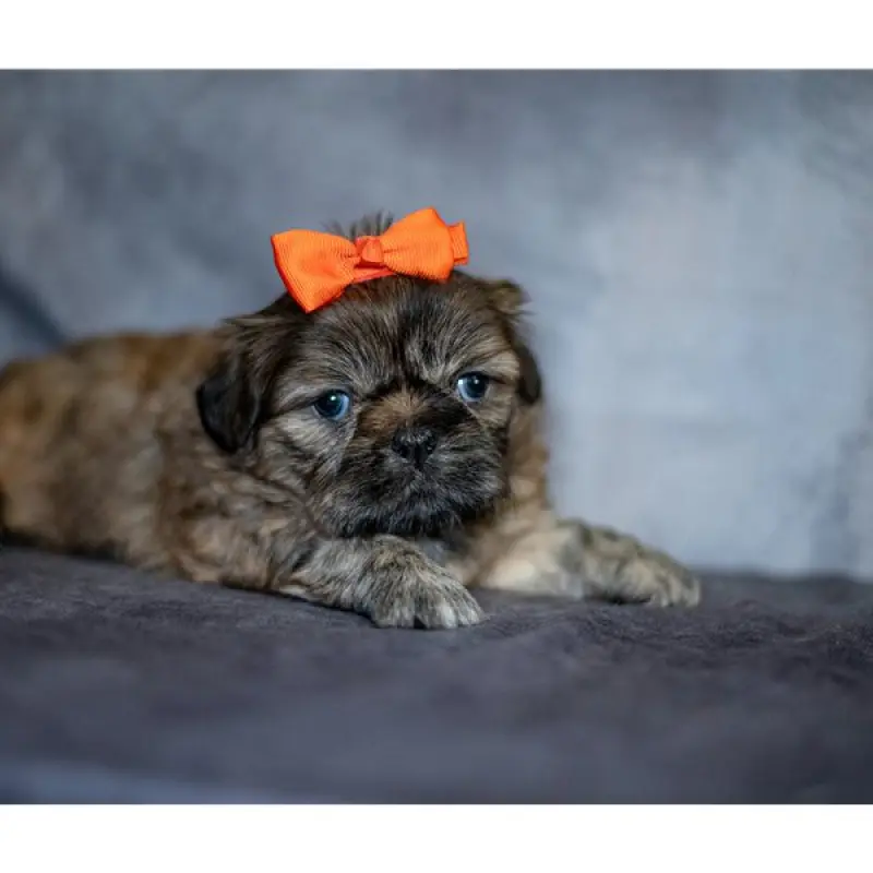 Sherri | image 2