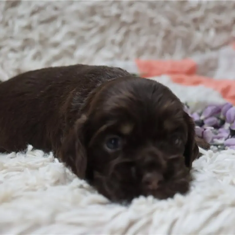 Bella | image 1