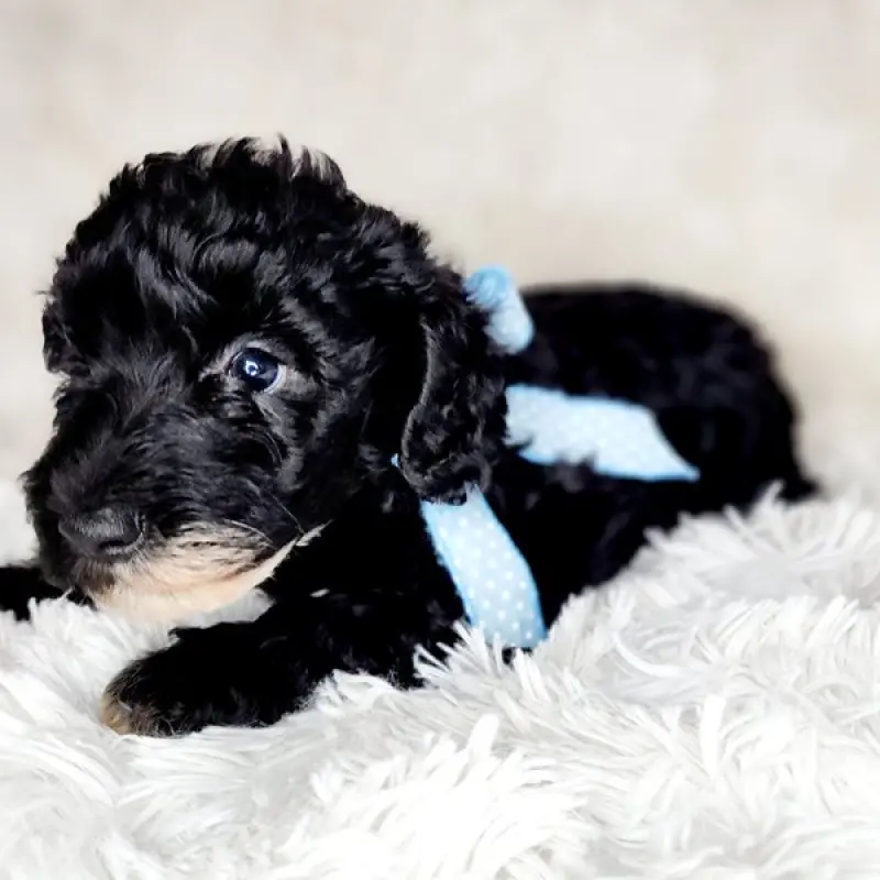 Finn | image 7