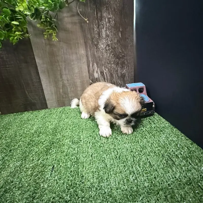 Biff | image 1