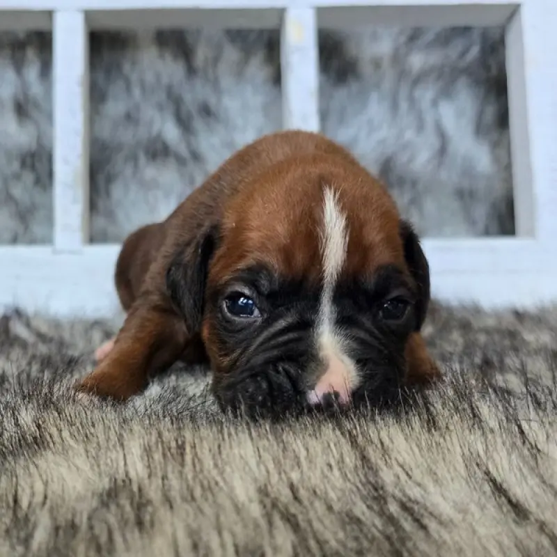 Jace | image 4