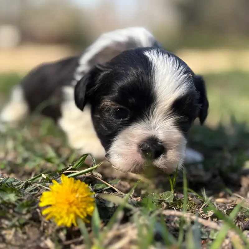 Oreo | image 6