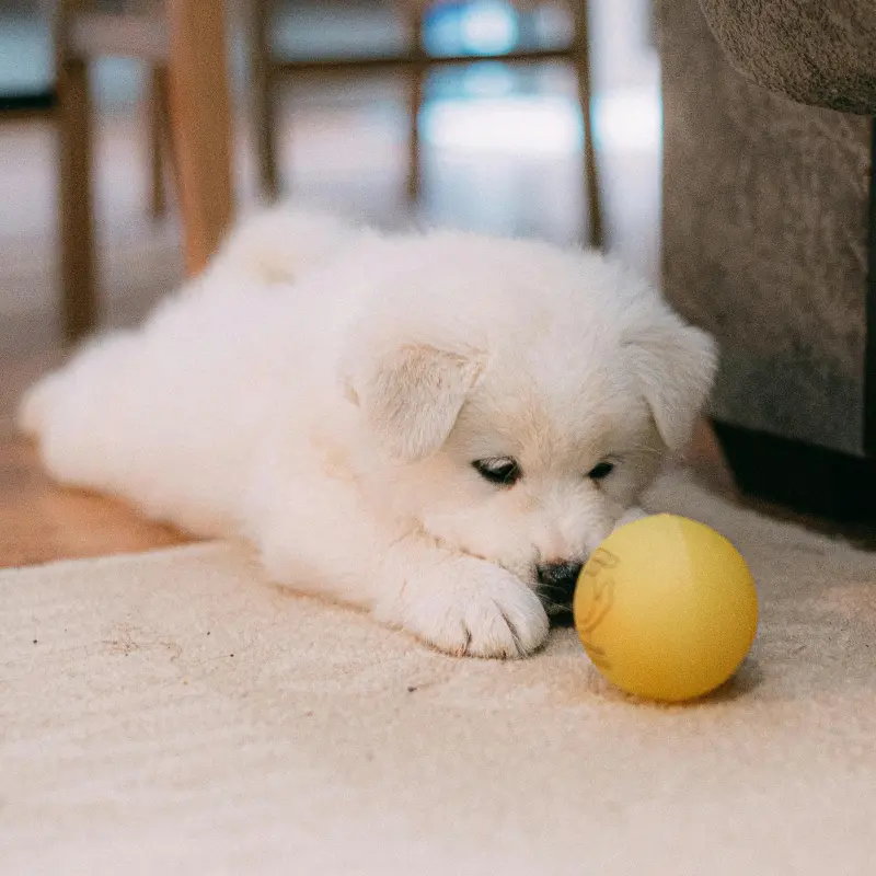 Test advertisement - Intelligent German Shepherd Puppies For Sale | image 2