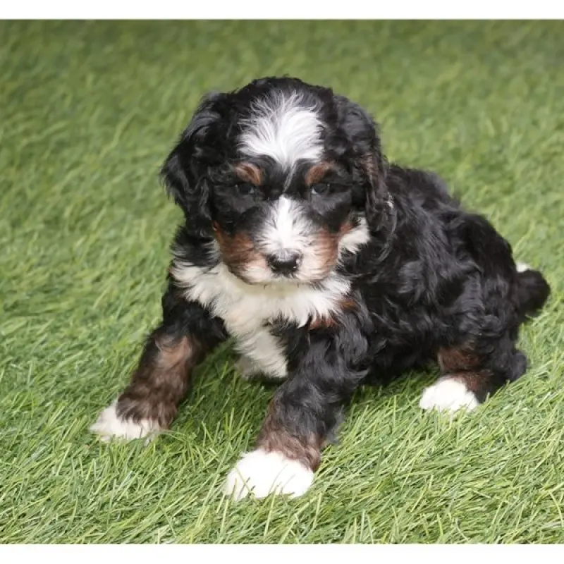 Ralphie | image 3