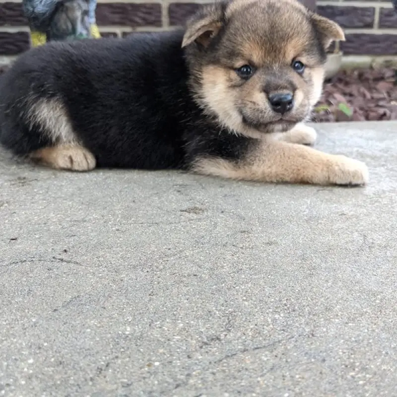 Akio | image 3