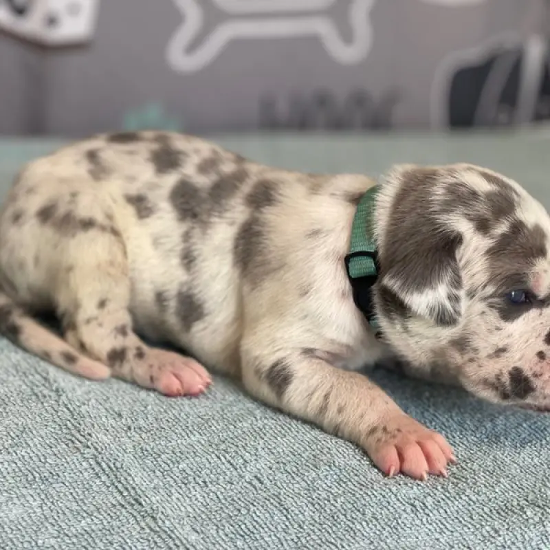 Amelia | image 2
